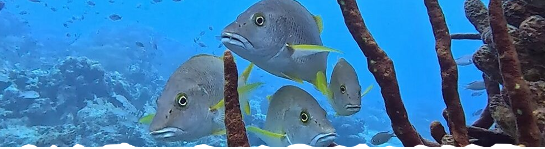KAINOA'S OCEAN BLOG
